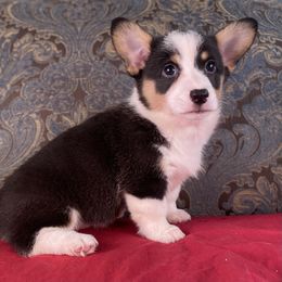 Red Collar Female-Tri - Black and tan female American Corgi puppy in Coleta, Illinois from Four Leaf Farm- Vom Vierblättriges Bauernhof