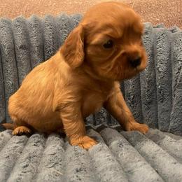 Cupid- Green - Ruby male Cavalier King Charles Spaniel puppy in London, Arkansas from Frosty’s Cavaliers