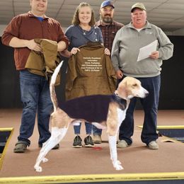 Picasso - American Foxhound