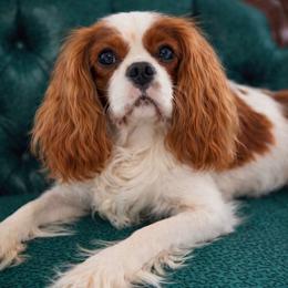 Nike - Cavalier King Charles Spaniel