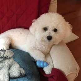 Bichon Frises from Bobbie Gayle's Bichons