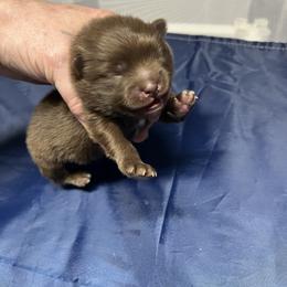 Boy 2 - Chocolate male Pomeranian puppy in Maplefalls, Washington from Snow peak poms