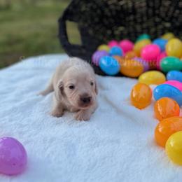 Louise - Cream female Dachshund puppy in Colbert, Georgia from Southern Drawl Dachshunds