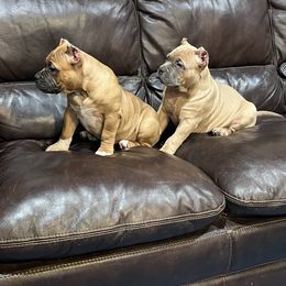 American Bully Puppies from Manuia Kennels