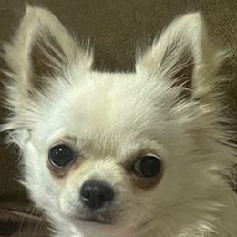 Cream Puff - Chihuahua