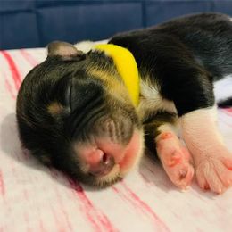 Australian Shepherd Puppies from REINVENTED.KENNELS