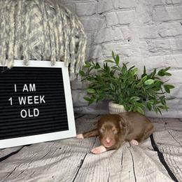Princess Ariel - Red tri female Miniature Australian Shepherd puppy in Peoria, Arizona from B My Sunshines Mini Aussies