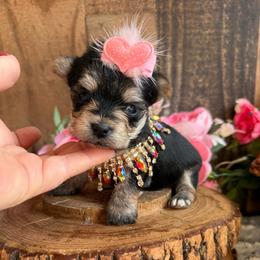 Itty-bitty - Blue and gold female Yorkshire Terrier puppy in Howe, Oklahoma from Ray Holder