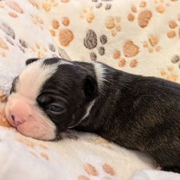 Pawn - Black brindle and white male Boston Terrier puppy in Molalla, Oregon from Mickie's Boston Terriers