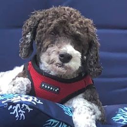 Australian Labradoodles from Belleauwood Labradoodles
