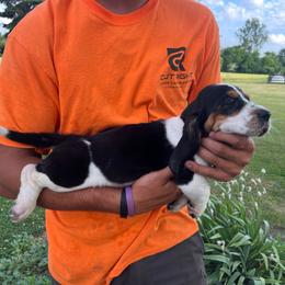 Boy 2 - Black brown and white female Basset Hound puppy in Hudson, Michigan from Bachman’s Kennel