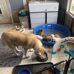 Japanese Akitainu Puppies from Miyo Ken