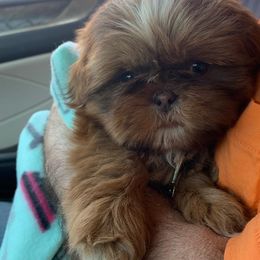 Shih Tzu Puppies from Meihem Pups