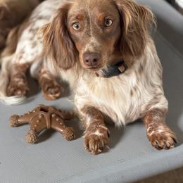 Duchess Rose - Dachshund
