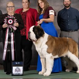 Saint Bernards from Southern Giants