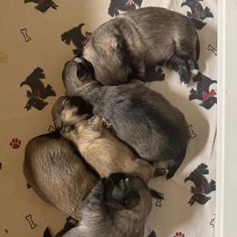 Girl 2 - Sable female Tibetan Spaniel puppy in Highland, Washington from MoonRiver Brittanys & Tibetan Spaniels