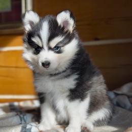 Aurora - Blue female Pomsky puppy in Greencastle, Indiana from JDpomskies