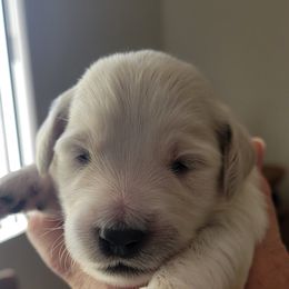 Goldendoodle Puppies from Sancass'd Goldendoodles