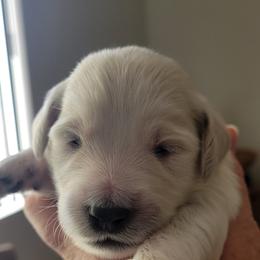 Goldendoodle Puppies from Sancass'd Goldendoodles