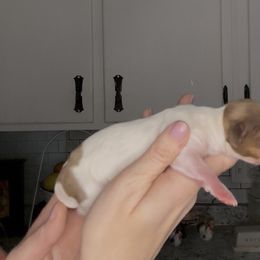 Belle - Chocolate and cream female Dachshund puppy in Brandon, Florida from Knights Dachshunds