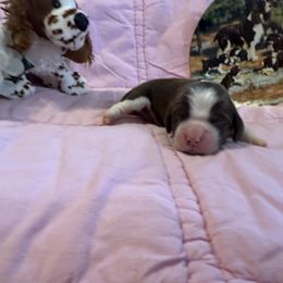 Annie - Liver and white female English Springer Spaniel puppy in Cookeville, Tennessee from AVE Springer Spaniels
