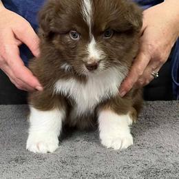 Justice - Red tri-color male Australian Shepherd puppy in Marshall, Indiana from Larkwood Australian Shepherds