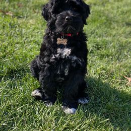 Portuguese Water Dog Puppies from Prestige Portuguese Water Dogs