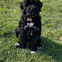 Portuguese Water Dog Puppies from Prestige Portuguese Water Dogs