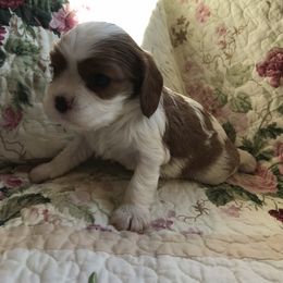 Cavalier King Charles Spaniel Puppies from Sugarloaf Cavaliers