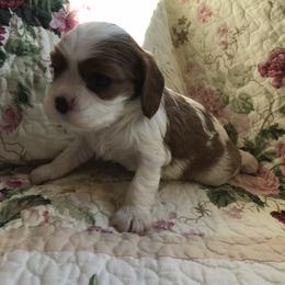 Cavalier King Charles Spaniel Puppies from Sugarloaf Cavaliers