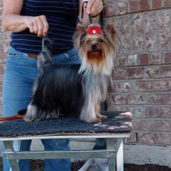 Clark - Yorkshire Terrier