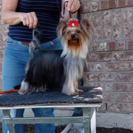 Clark - Yorkshire Terrier