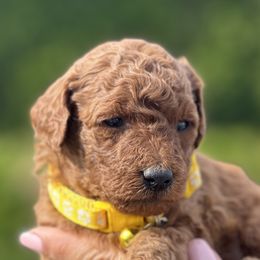 Girl 3 - Goldendoodle puppy in Boise, Idaho from Boise Doodlez