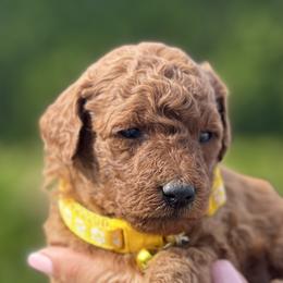 Girl 3 - Goldendoodle puppy in Boise, Idaho from Boise Doodlez