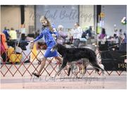 Aerus - Borzoi