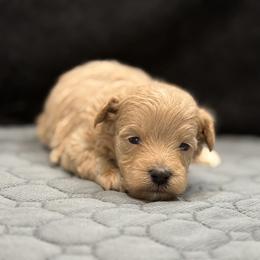 Titan - Red male Maltipoo puppy in Bowling Green, Kentucky from Denise Clark