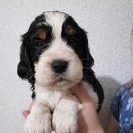 Clarnella - Black white and tan female English Springer Spaniel puppy in Florida from Thunderbird Springers