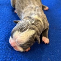 Sam - Boston Terrier puppy in Youngsville, North Carolina from Gemini Boston Terriers