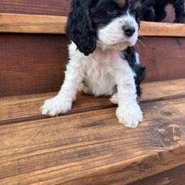 Freyja - Black white and tan female Cocker Spaniel puppy in La Veta, Colorado from BRX Country Cockers LLC