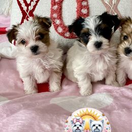 Yorkshire Terriers from Sunshine Luv Yorkies