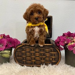 Rocko - Red male Maltipoo puppy in Okc, Oklahoma from Diva’s Designer Dogs