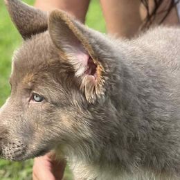 German Shepherds from Legacy Reborn