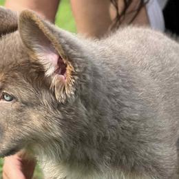 German Shepherds from Legacy Reborn