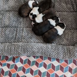 Girl - Black brindle and white female Boston Terrier puppy in Storm Lake, Iowa from Deja-Vu Bostons
