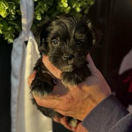 Purple girl - Black female Miniature Schnauzer puppy in Oneonta, Alabama from Murphree Valley Kennels