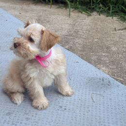 Little Reba - Wheaten female Miniature Schnauzer puppy in Groesbeck, Texas from Ranch 4M