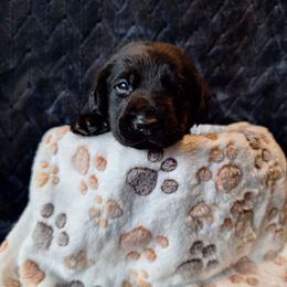 Bobby - Black male Labrador Retriever puppy in Bemidji, Minnesota from Northern Star Elite Quality Labrador Retrievers