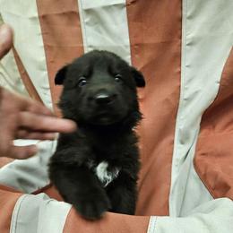 Boy 2 Red - Black male German Shepherd puppy in Rome, Georgia from Patriot Shepherds
