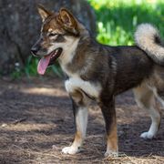 Kishu Ken and Shikoku Puppies from Akiyama no Roushya