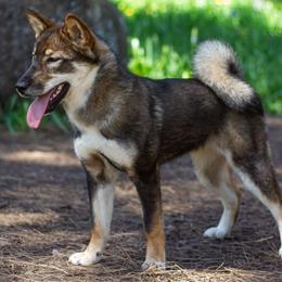 Kishu Ken and Shikoku Puppies from Akiyama no Roushya